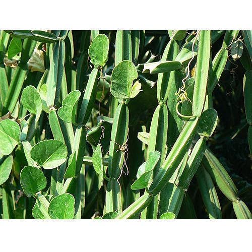 Cissus quadrangularis/Hadjode/Pirandai plant stem 10 cuttings (B0C536ZCJ7) Amazon Price History, Amazon Price Tracker