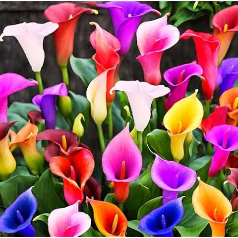 Seeds Of Strength 100Pcs Calla Lily Seeds Cover