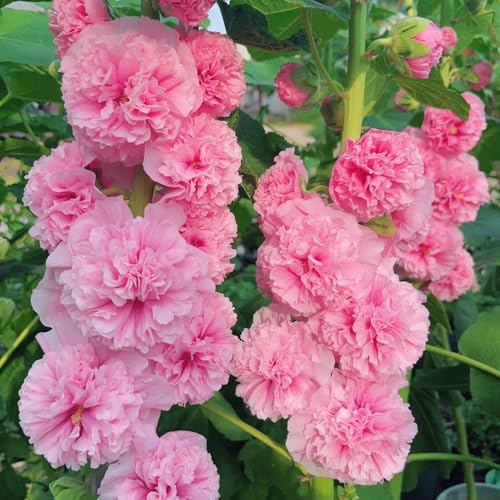 semi di malvarosa - biologici balcone resistenti giardino decorazione soggiorno 100pcs