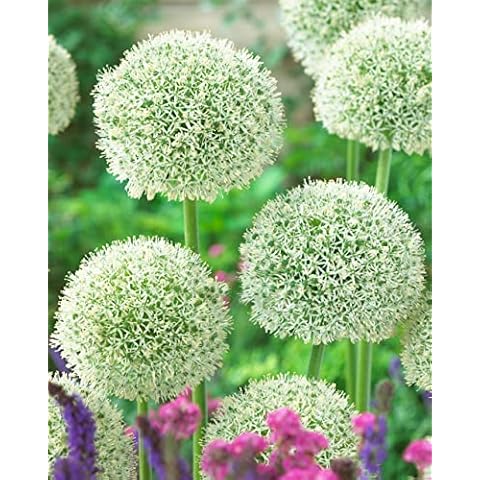Allium White Giant Bulbs for Spring Gardens Cover