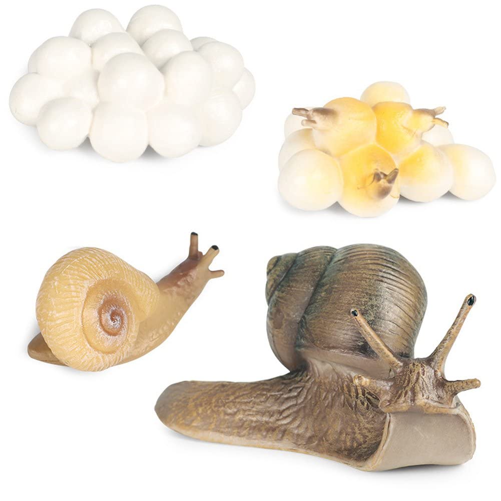 Wudaizhi Style2 Realistic Snail Growth Cycle Figure Animal Model Life Cycle Of Snail Figures Miniature Garden Decor Collector Educational Toys