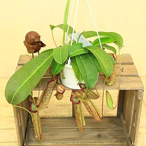 Amazon Co Jp 食虫植物 ウツボカズラ ネペンテス ミランダ ホーム キッチン