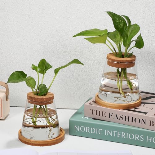 Botellas de vidrio para cultivo hidropónico que evitan manchas de tierra 6