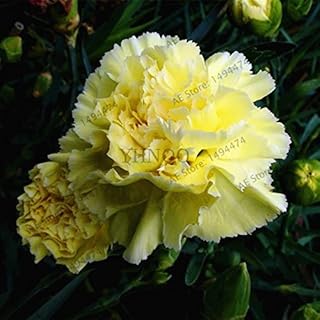 11:100pcs/bag Rare Garden Carnation Seeds Flower Seeds Dianthus Caryophyllus Flower Seeds for Home Garden Bonsai 11 Planting: Only Seeds