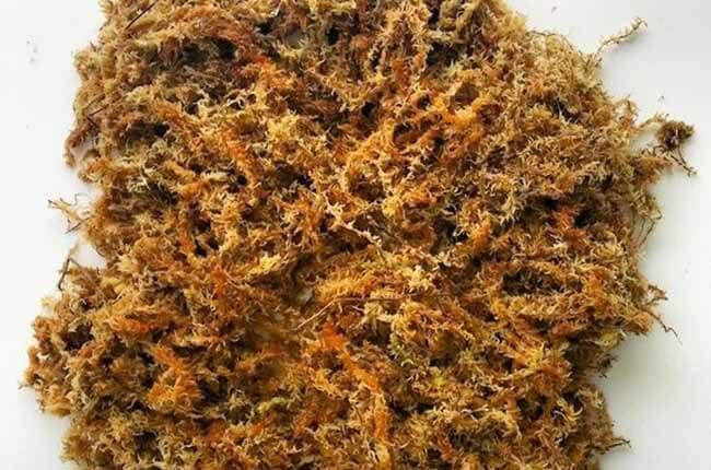 Oxygrow Bazar Dry Spagnum Moss for Plants/Plant Soil, Air Layering and Mulching/Orchid Potting Soil/Fully Clean & Dry (Brown) / 250GMs (B09SV3G2GB) Amazon Price History, Amazon Price Tracker