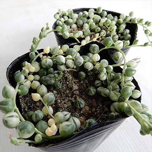 グリーンネックレス グリーンネックレス：斑入り3号ポット の通販 | 園芸ネット