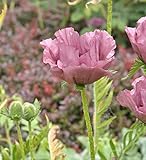 Blütezeit: Mai - Juni Türkischer Mohn Patty\'s Plum - Papaver orientale