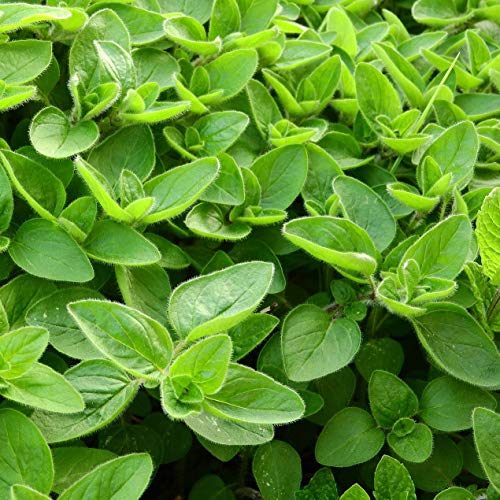 Gewreven marjolein (250g), gedroogde marjolein, 100% puur en natuurlijk voor de bereiding van kruidenmengsels - Afbeelding 6