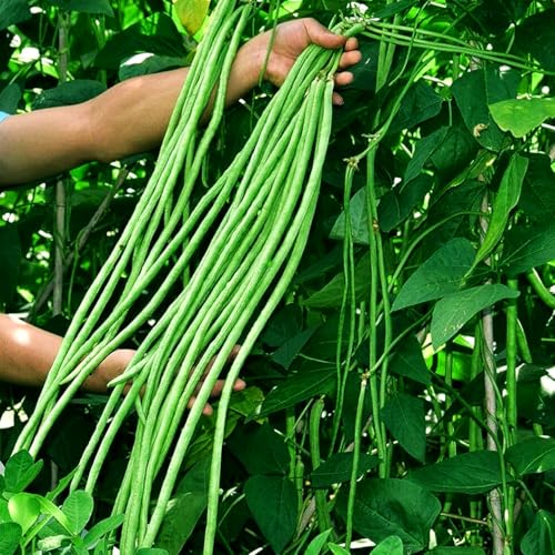 30+ Seeds Snake Oriental Yard Long Pole Bean Seed for Planting Green Noodle Beans Heirloom Non-GMO Vegetable Seeds