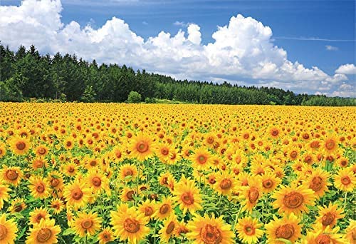 Amazon.co.jp: 日本の風景 美瑛のひまわり畑（北海道）メタルプレート