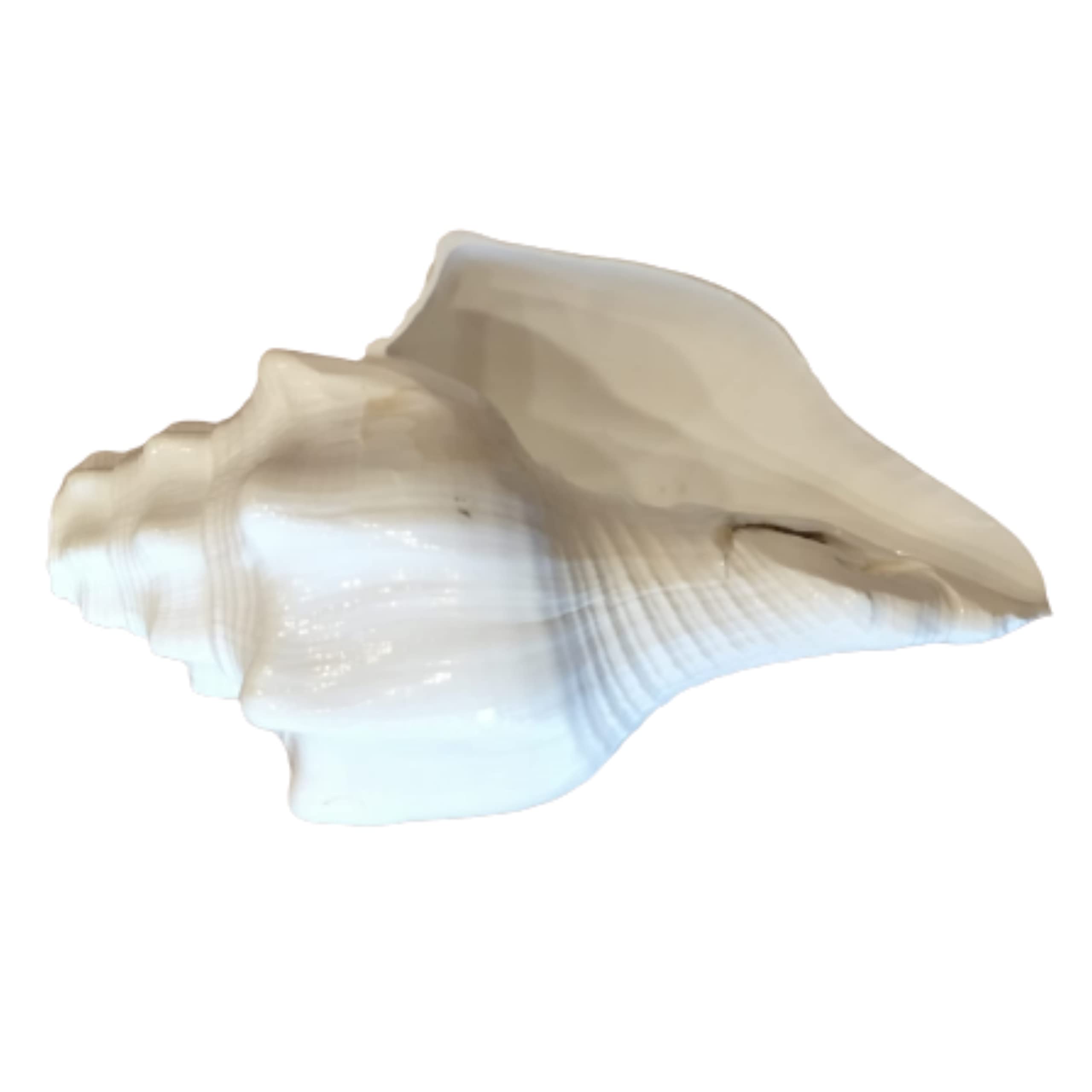 Blowing Shank- Shank for Pooja and Havan- Shanku 6 inches