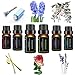 Seifenprofis Ätherische Öle Set, 6 x 10 ml (Lavendel, Rose, Hyazinthe, Eykalyptus, Zitronengras, Babypuder) Diffuser/Duftlampen/Lufterfrischer (Klassiker)