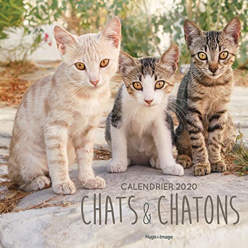 Télécharger Calendrier mural Chats & Chatons 2020 Francais PDF