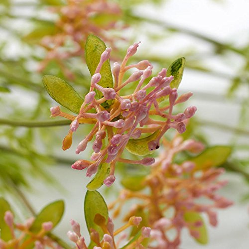 Factory Direct Craft Vinyl Artificial Light Pink Yarrow Wildflower Bush for Indoor or Outdoor Decor