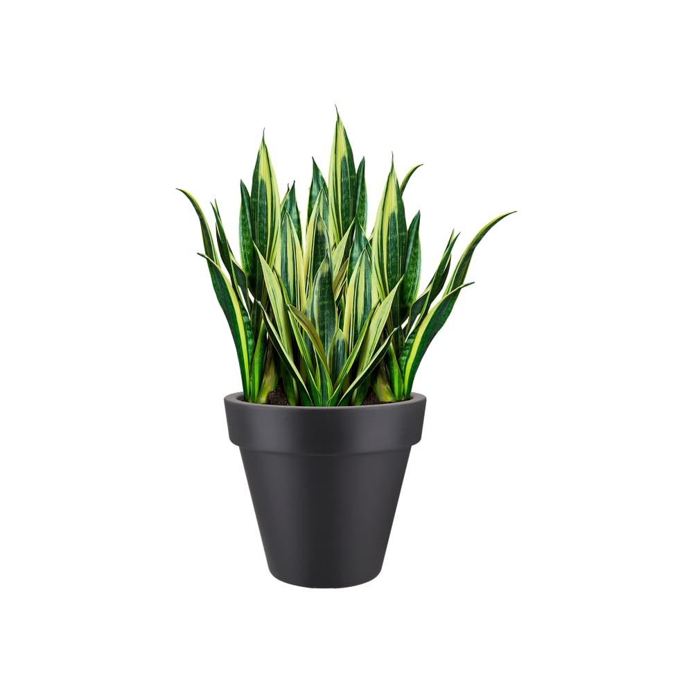 elho Pure Round 40cm Blumentopf - Anthracite