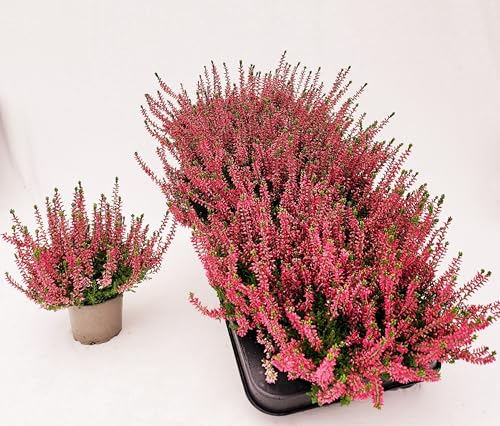 POWERS TO FLOWERS - ERICA CALLUNA, ERICA ROSSA, VASO 9,5 CM DIAMETRO, 3 PIANTE, piante vere