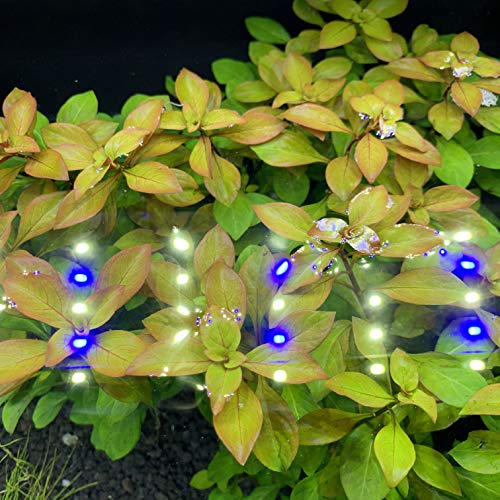 Generic Broad-Leaf Ludwigia (Ludwigia Repens) - BUY3GET1FREE - Live Red Aquarium Plant