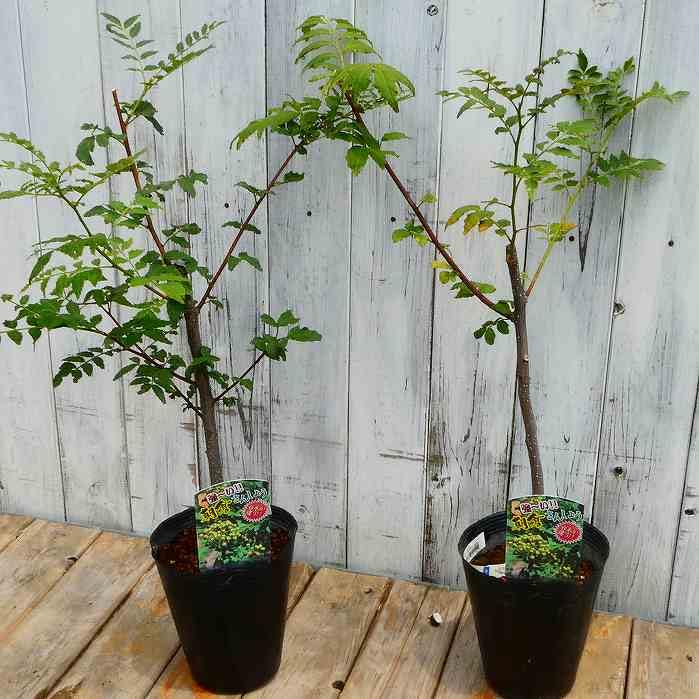 朝倉サンショウ　13本 Amazon.co.jp: 強い台木の山椒 朝倉山椒 苗木 苗 実なり種 4.5号ポット