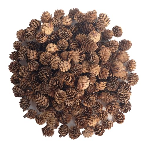 120 Stück natürliche Tannenzapfen für Weihnachten,...