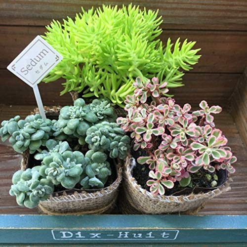 Amazon｜【セダム】お得な3個セット 多肉植物 グランドカバー
