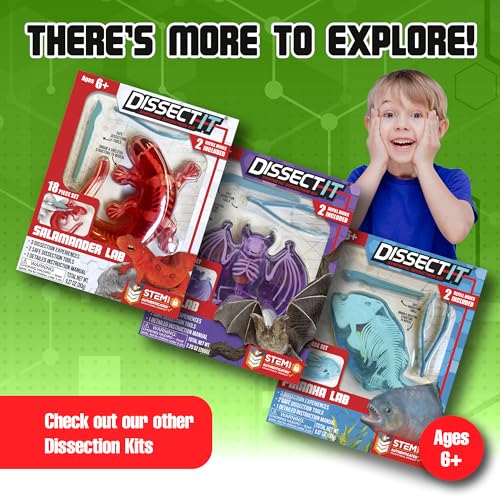 Image of Dissect-It, Standard Frog Dissection Kit, STEM Toys for Kids, Ages 6+ | Animal Anatomy Learning, Explore realistic frog organs and a complete skeleton while building biology and STEM skills.