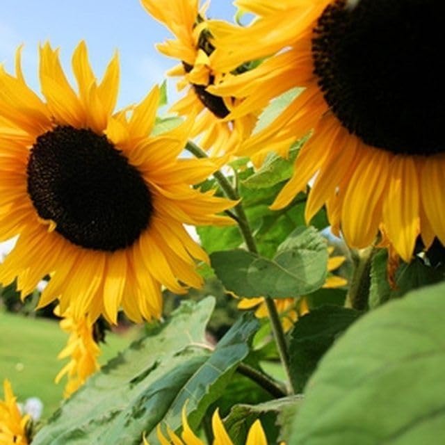 Miniatura 3 de Girasol, aceite negro, 500 semillas por paquete, recién cosechadas, 5-6 pies de altura, flores gigantes con centros negros, un clásico girasol dorado