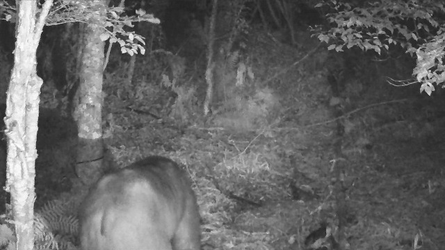 星尚様　　　奴隷クマ Lisa Larson リサラーソン Skansen スウェーデンの動物園 クマ