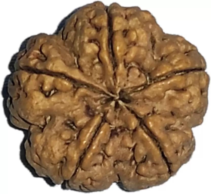 Five mukhi Rudraksha Natural bead & Certified | Astrological Five Mukhi/Five Faced Rudraksha bead Unisex Both for Men & Women-image-35