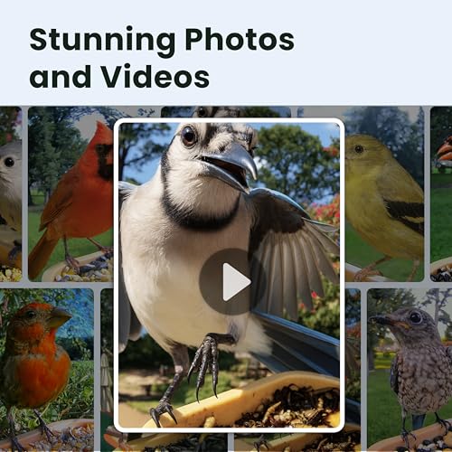 Image of Birdfy Smart Bird Feeder with Camera for Rookie, Camera Bird Feeder Dual Night Vision, AI Recognition IP66 Waterproof for BirdLovers, 1.3L Capacity
