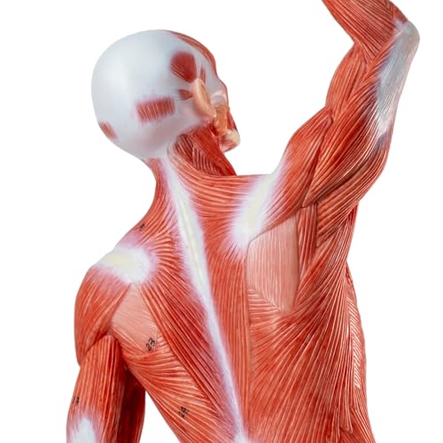 Image of HADWYN 20 inch Human Muscle Model Miniature Muscular System Model, Human Muscular Figure Human Body Anatomy Model for Medical Physiology Teaching
