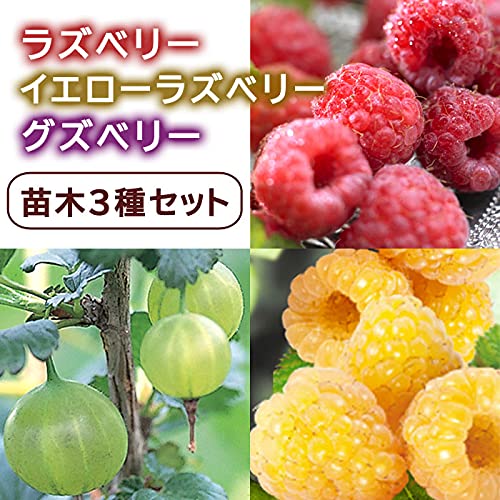 Amazon.co.jp: ラズベリー と イエローラズベリー と グズベリー の