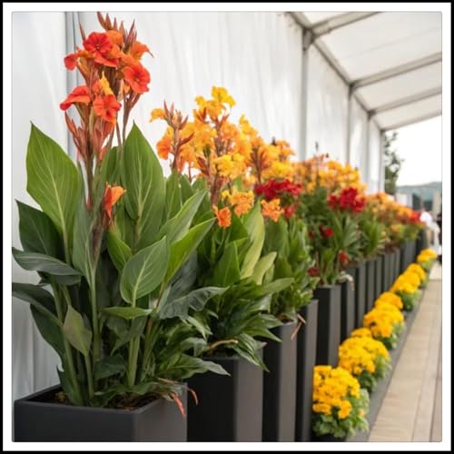 Canna Rhizome/pflegeleicht/Trockenheitsresistent und kälteresistent/-1 Rhizome-C