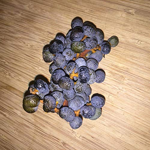 Egrow 100 Pcs/Pack Fan-Shaped Palm Seeds Trachycarpus Fruit Bonsai for Home Garden Plant