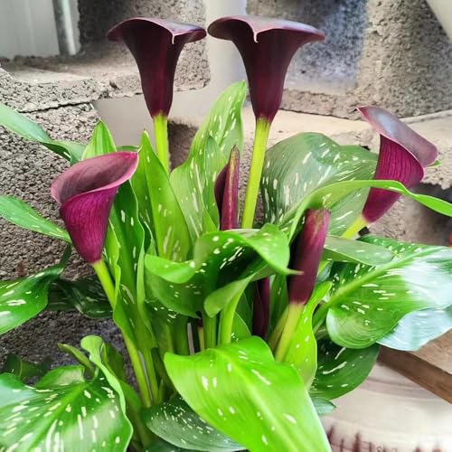 4 piezas bulbos de cala son perennes resistentes bulbo de alcatraces balcón resistentes