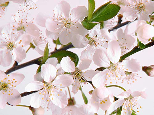 wandmotiv24 Fototapete Kirschblüte Größe: 350 x 260 cm Wandbild,...