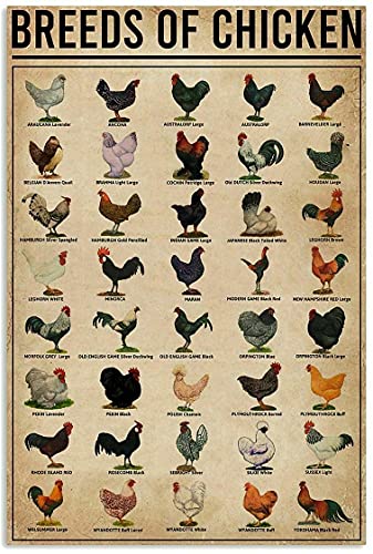 Jigsaw Puzzles 300 Pieces Chicken All Breeds of Chicken World Education Science Classroom Chart Educational Puzzle Family Game Gift for Adults and Kids Perfect for Family or Dat