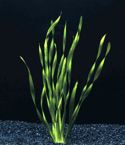 Various Species Of Vallisneria X 5 Live Aquarium Plants Buy Online In Sri Lanka At Desertcart