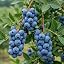 blueberry spartan