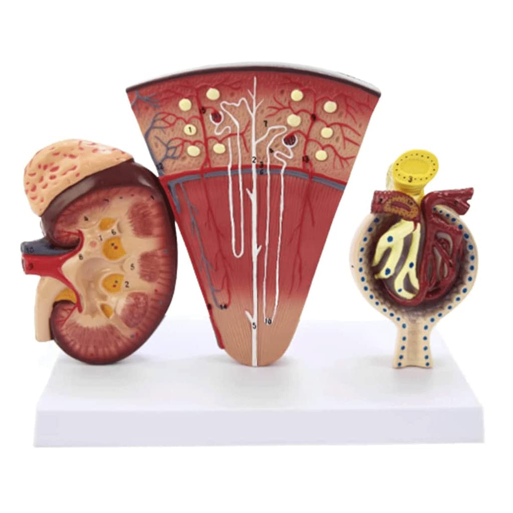 GTHTUHFD Skeleton Model Human Body Model Human Body Skeleton Model Kidney Model For Medical Educational Aid .99,size_name-1 Pack