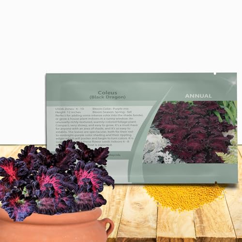Outsidepride Black Dragon Coleus Seeds - 200 Pcs Annual, Compact, Vibrant & Serrated Foliage, Easy to Gow & Deer-Resistant, Ideal for Shaded Areas, Containers, Borders, Indoor & Outdoor Gardens