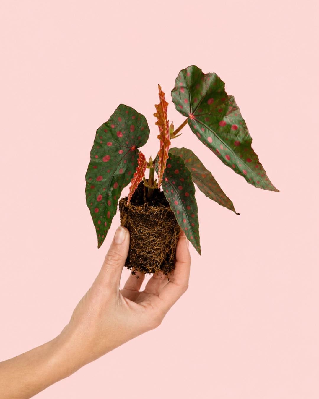 PUR PLANT Begonia Rosa Amphioxus Malachosticta | Begonia Tropical Exótica | Planta Natural de Interior Decorativa | Maceta Ø8 cm
