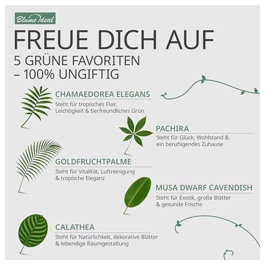 5er-Pflanzen-Set “Tierfreund”, +/- 30-60cm, ø 12-15cm Topf, Bergpalme, Glückskastanie, Bananenpflanze, Korbmarante, Goldfruchtpalme, Ungiftig & Tierfreundlich, Qualität vom Pflanzen Profi