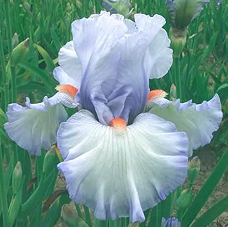 Amazon アイリス球根 花の球根 速く成長する 園芸植物 春の花 香り 特に 装飾 鉢植え 白い 8 球根 ハンドスコップ ハンドシャベル Amazon アイリス球根 花の球根 速く成長する 園芸植物 春の花 香り 特に 装飾 鉢植え 白い 8 球根 ハンドスコップ ハンドシャベル