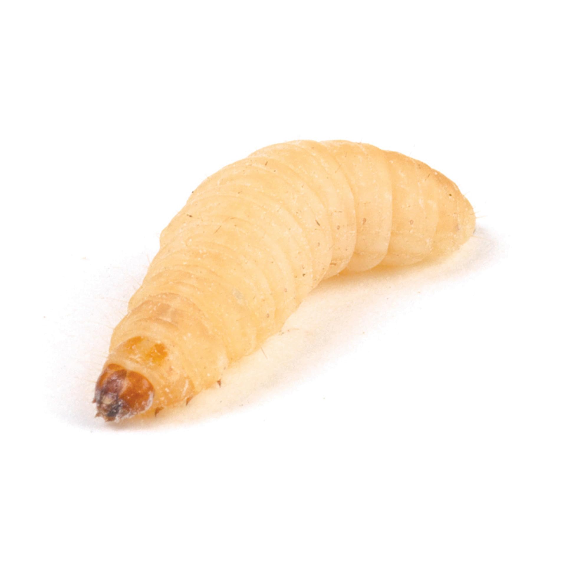 Essex Reptile Livefood - Waxworm (15-25mm) - Eco Pack of 50 - Feeder Insects for Reptiles and Birds - Biodegradeable Packaging - Letterboxable