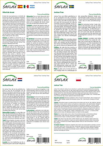 SAFLAX - Cadeauset - Joshua Boom - 10 Zaden - Met geschenkdoos, kaart, etiket en potgrond - Yucca brevifolia - Afbeelding 5