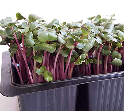 Portal Cool Micro-Green : Semi-insalée di Radicchio d'Ucraina