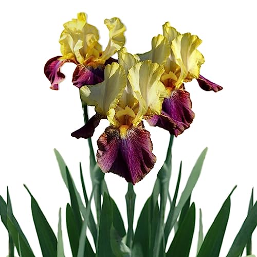 Easy to Grow Bearded Iris Blatant - 3 Plant Bulbs