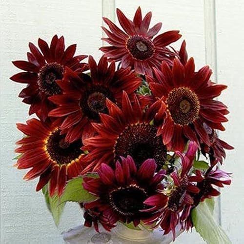50Pcs Purple Chocolate Cherry Sunflower Seeds For Planting - 50 Non-Gmo Heirloom Seeds - Easy-To-Grow Perfect Gardening Gifts (1 Packet) #TOP3