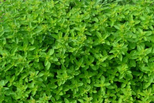Oregano Italian - Origanum VULGARE - 2000 Seeds - Organic