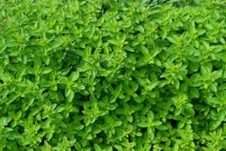 Oregano Italian - Origanum VULGARE - 2000 Seeds - Organic